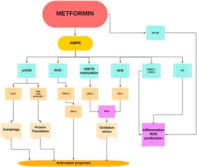 Examining the clinical relevance of metformin as an antioxidant intervention